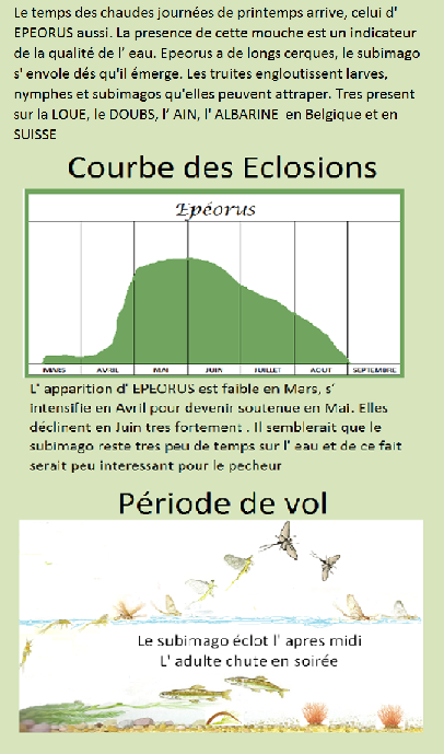 epeorus tableau des eclosions
