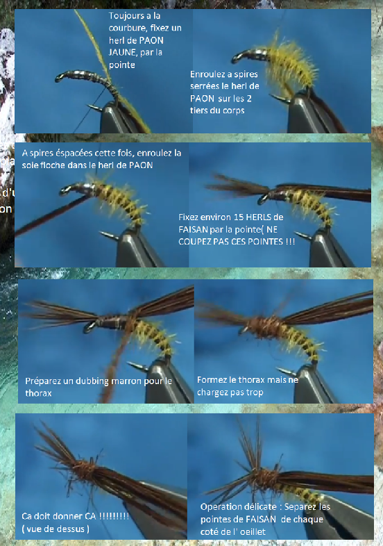 caddis pupa page 2